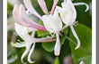Honeysuckle and Jasmine